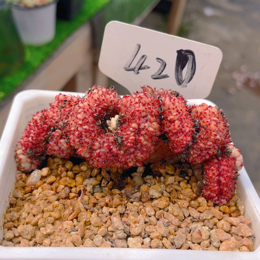 姬莲缀58888888888