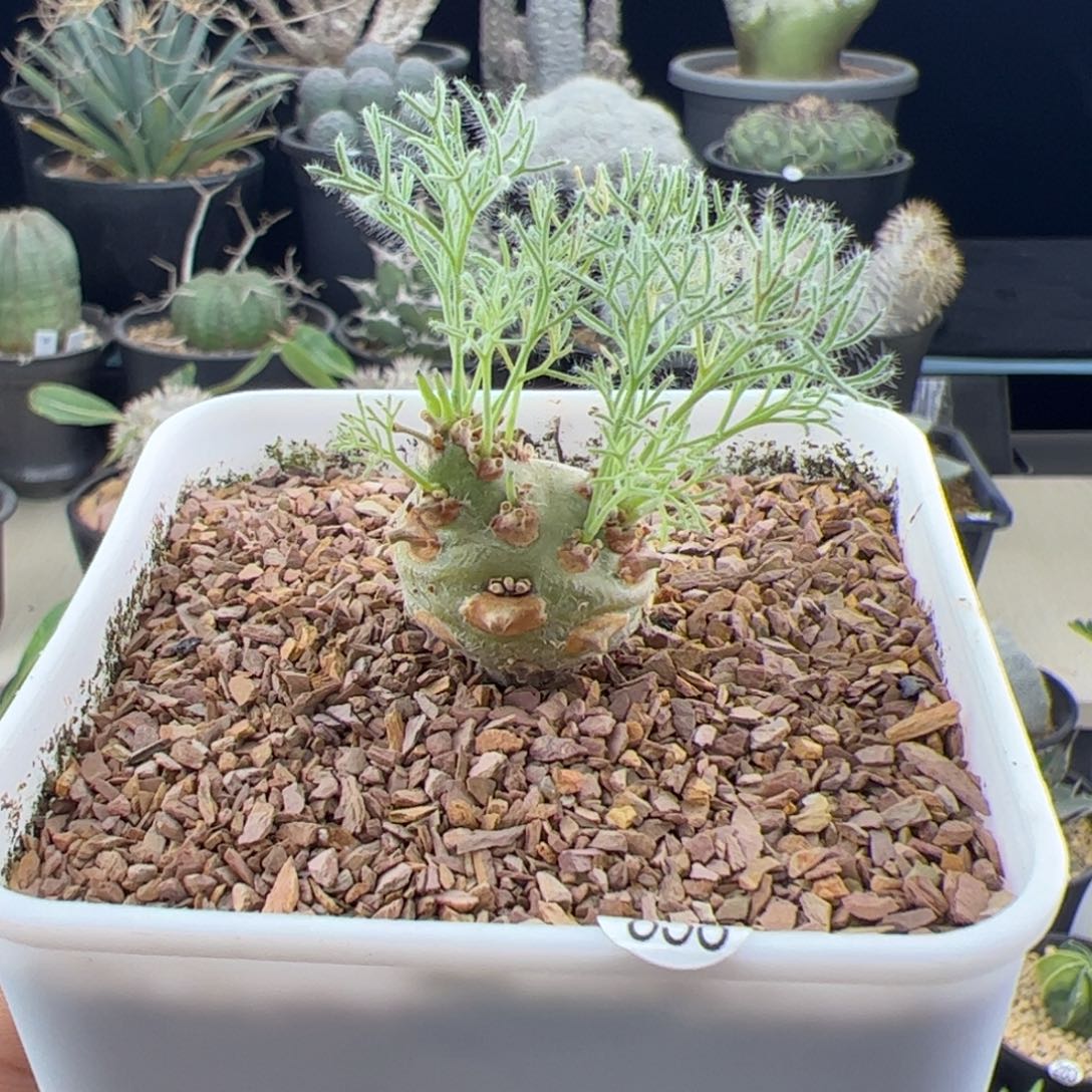 白皮月界种播实生一物一拍