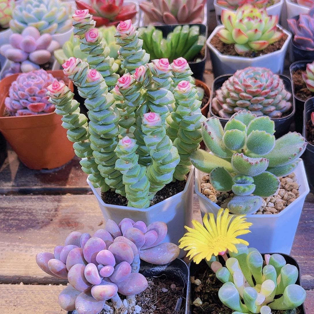 钱串锦➕桃蛋➕元宝➕熊童子