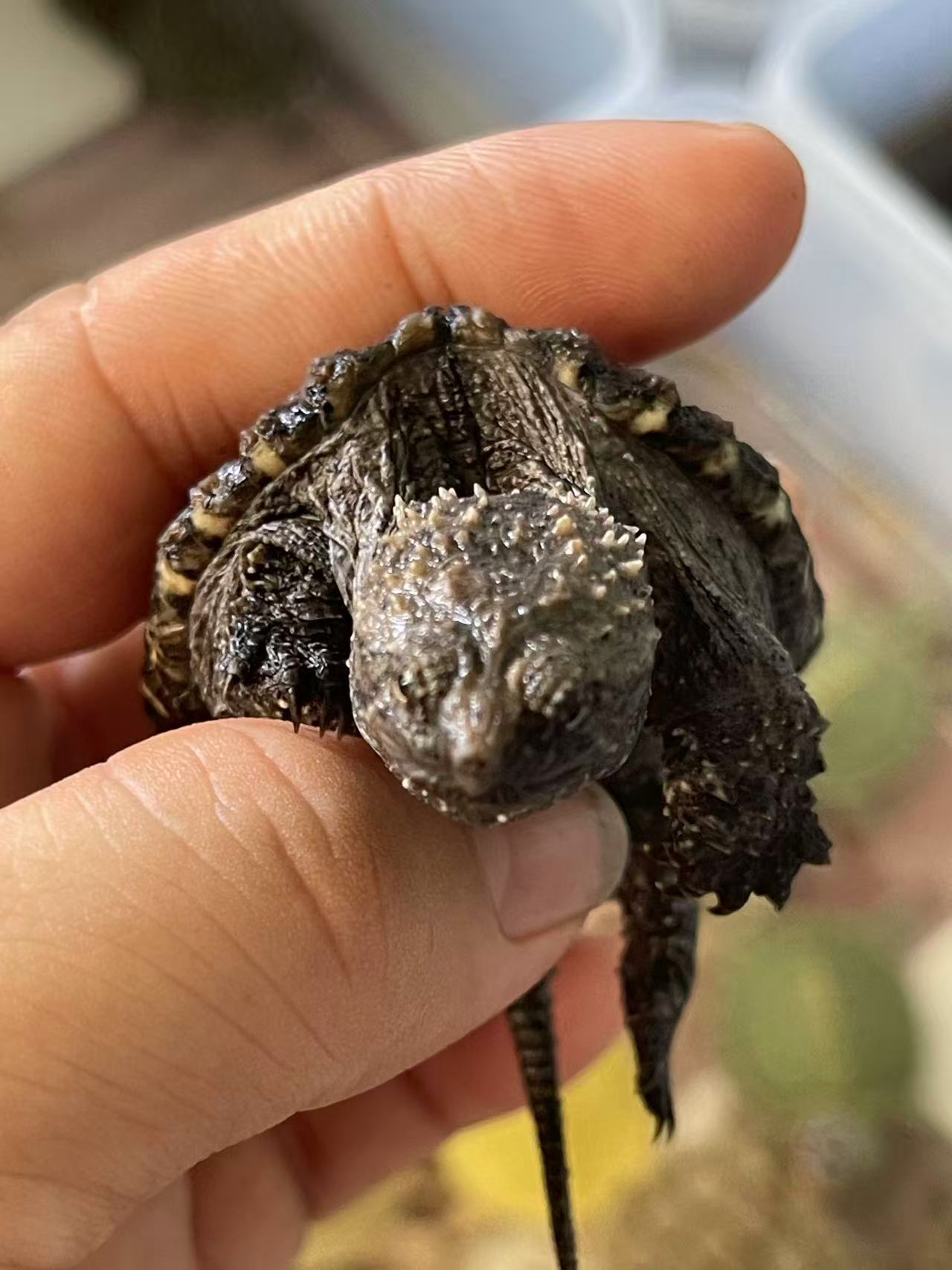 精选爆刺佛鳄龟苗活体小宠物家养观赏龟