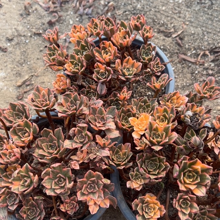 甜茶三颗组多肉植物上