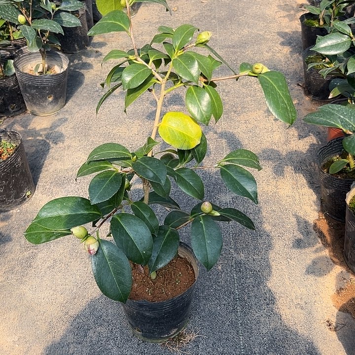 大部分花苞少量开放，宝盒