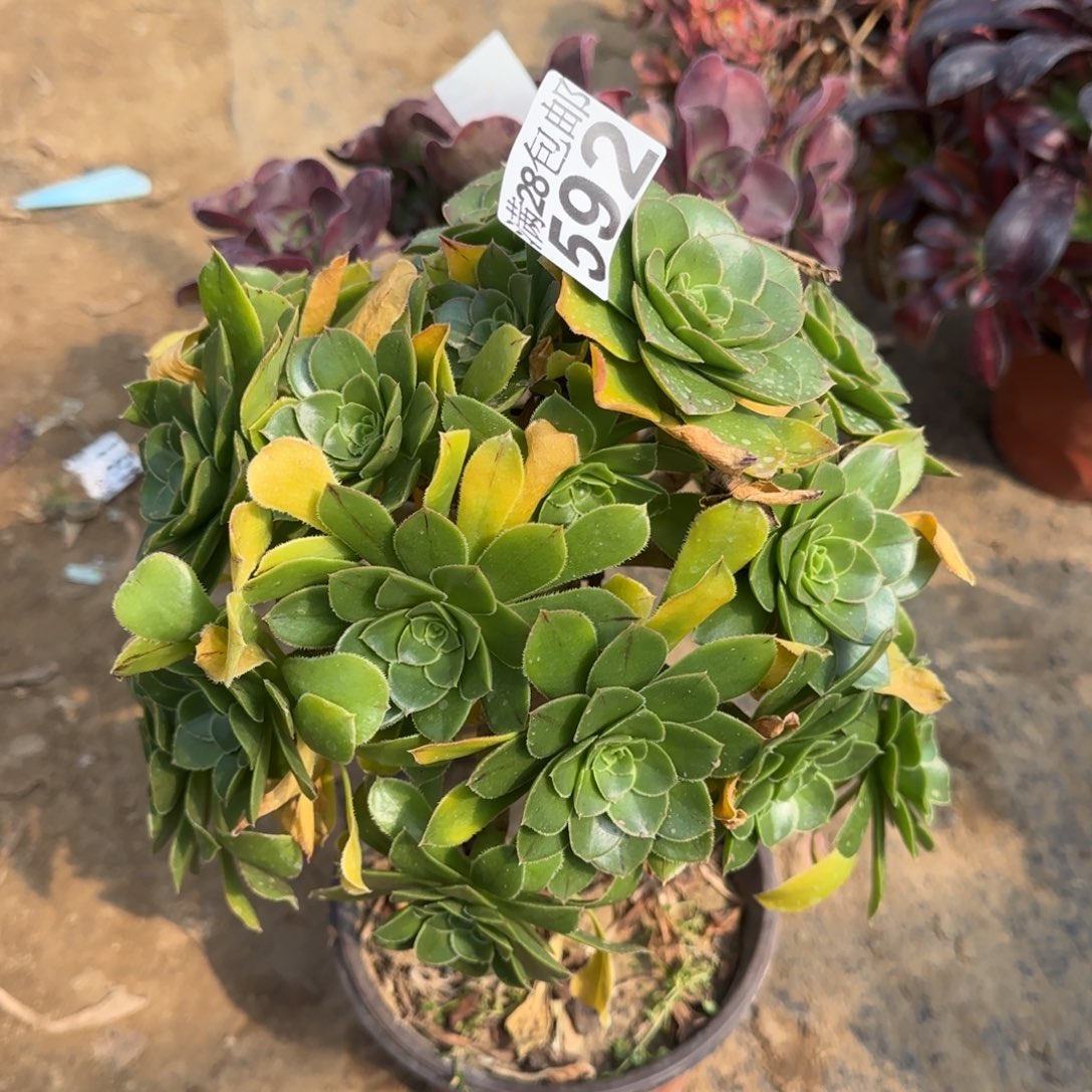 绿豆多肉592满28包邮断枝不包