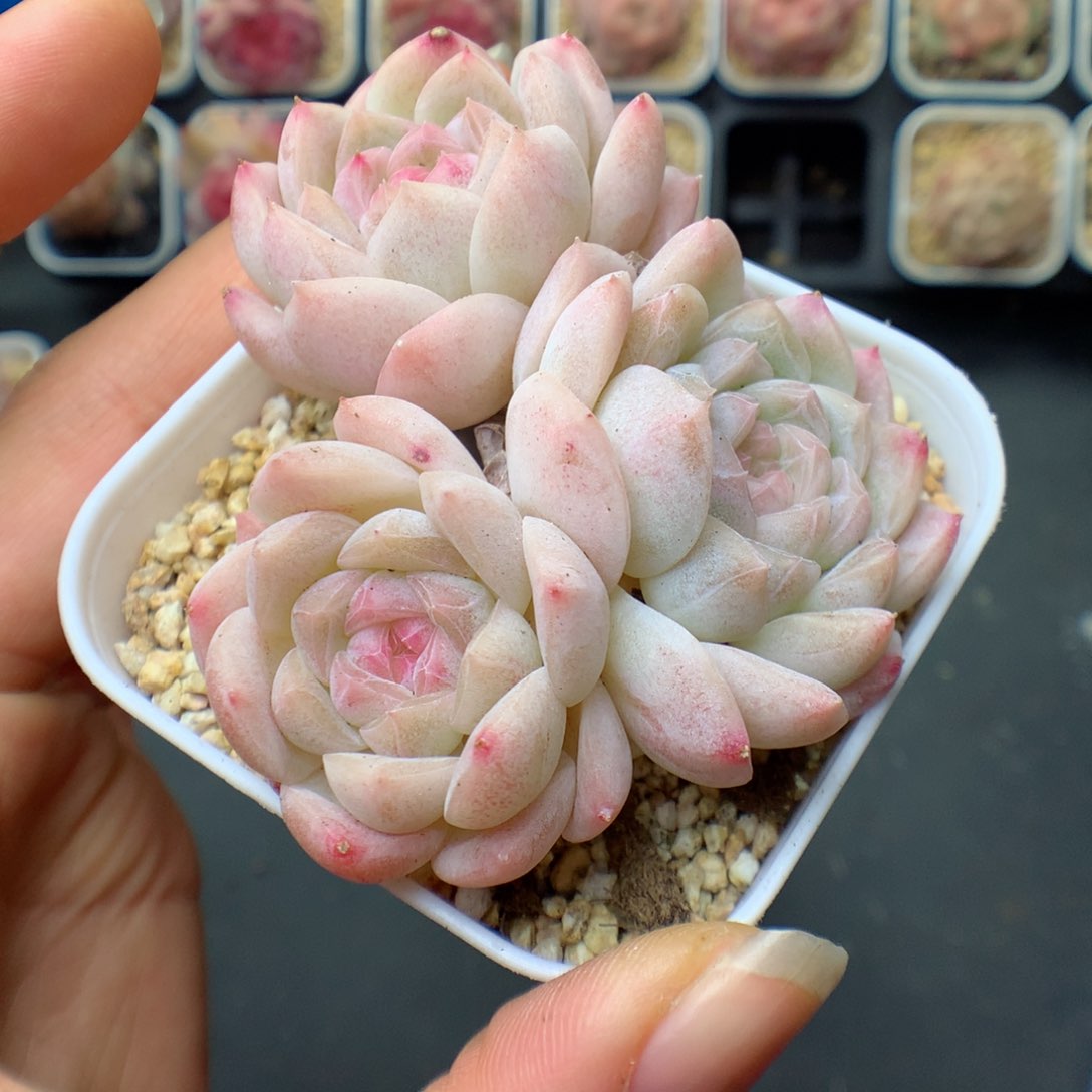 ?***琦多肉植物。 糖心