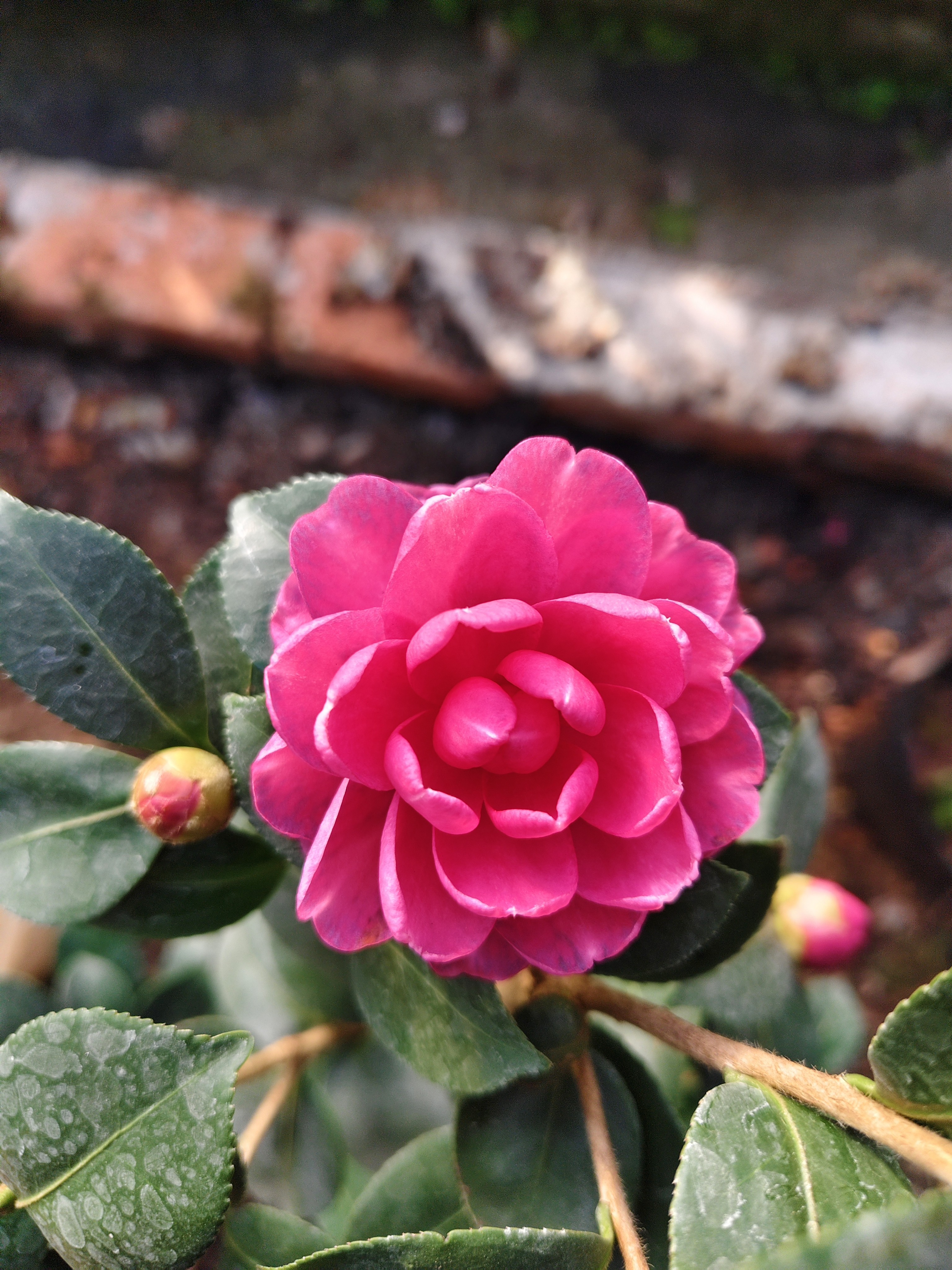 新品茶梅山茶花盆栽带花苞四季花卉室内阳台耐寒好养绿植