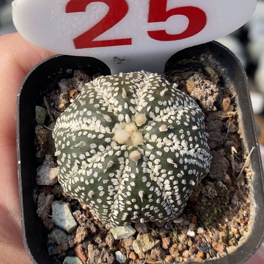 25奇迹兜福利来啦