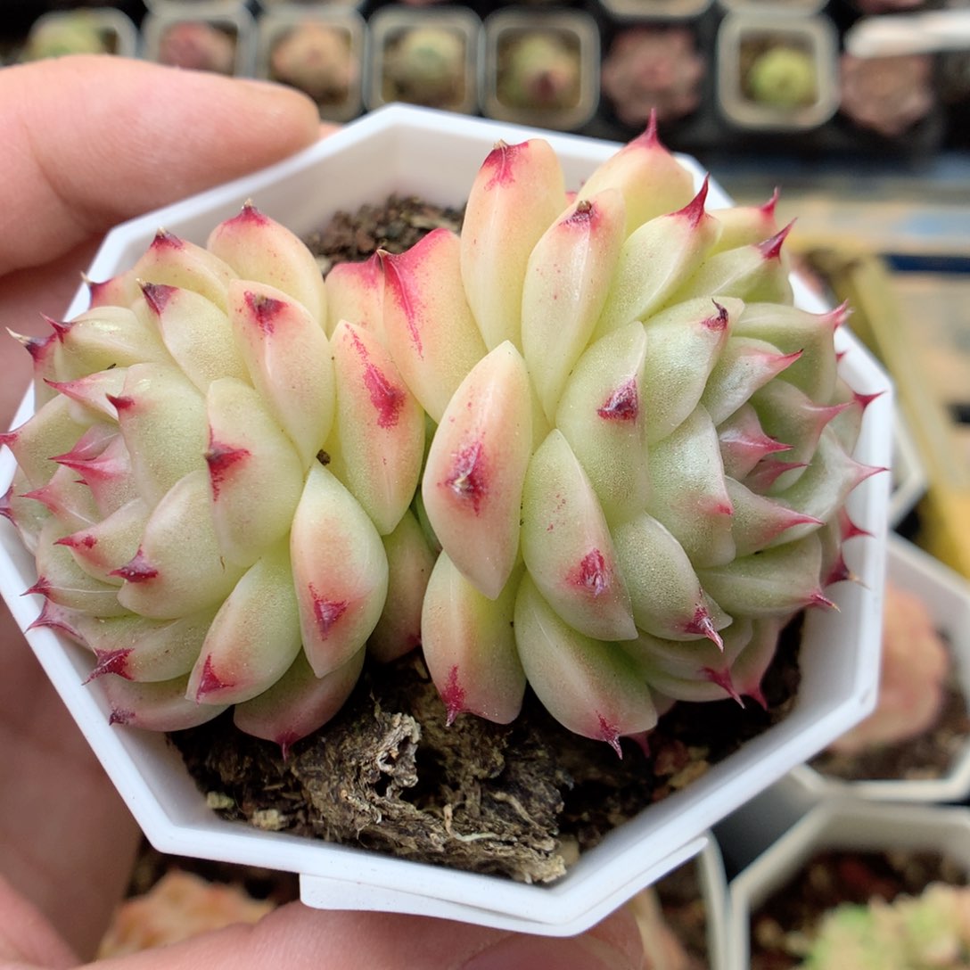 X74 ，20包邮两天凑单