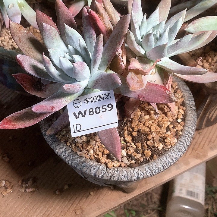 8059苹果叶杂拇指