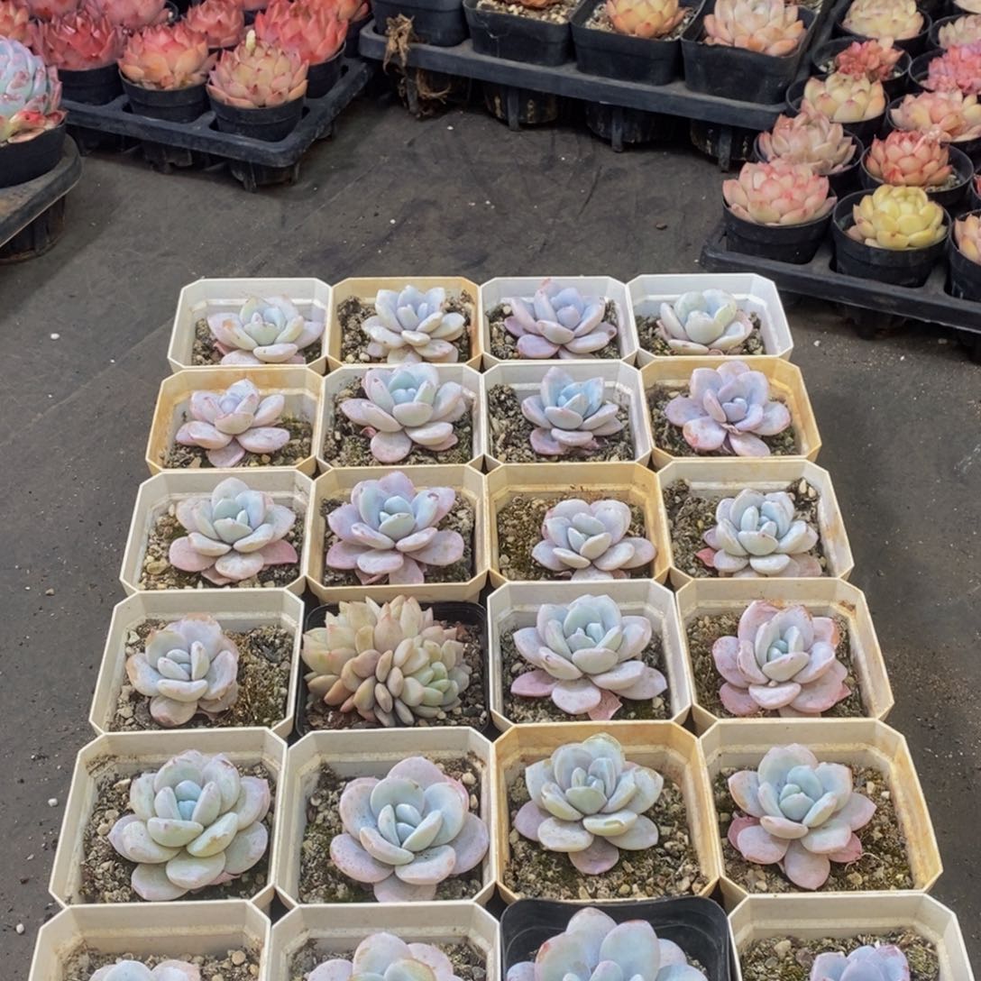 775多肉植物保护研究所所长助理