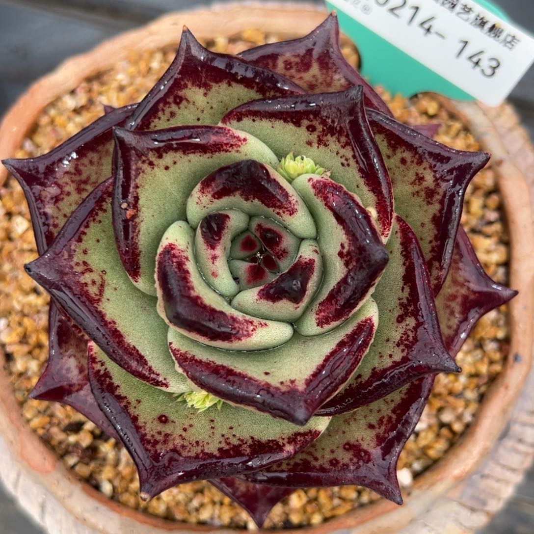 从前慢多肉精选编号0214.143