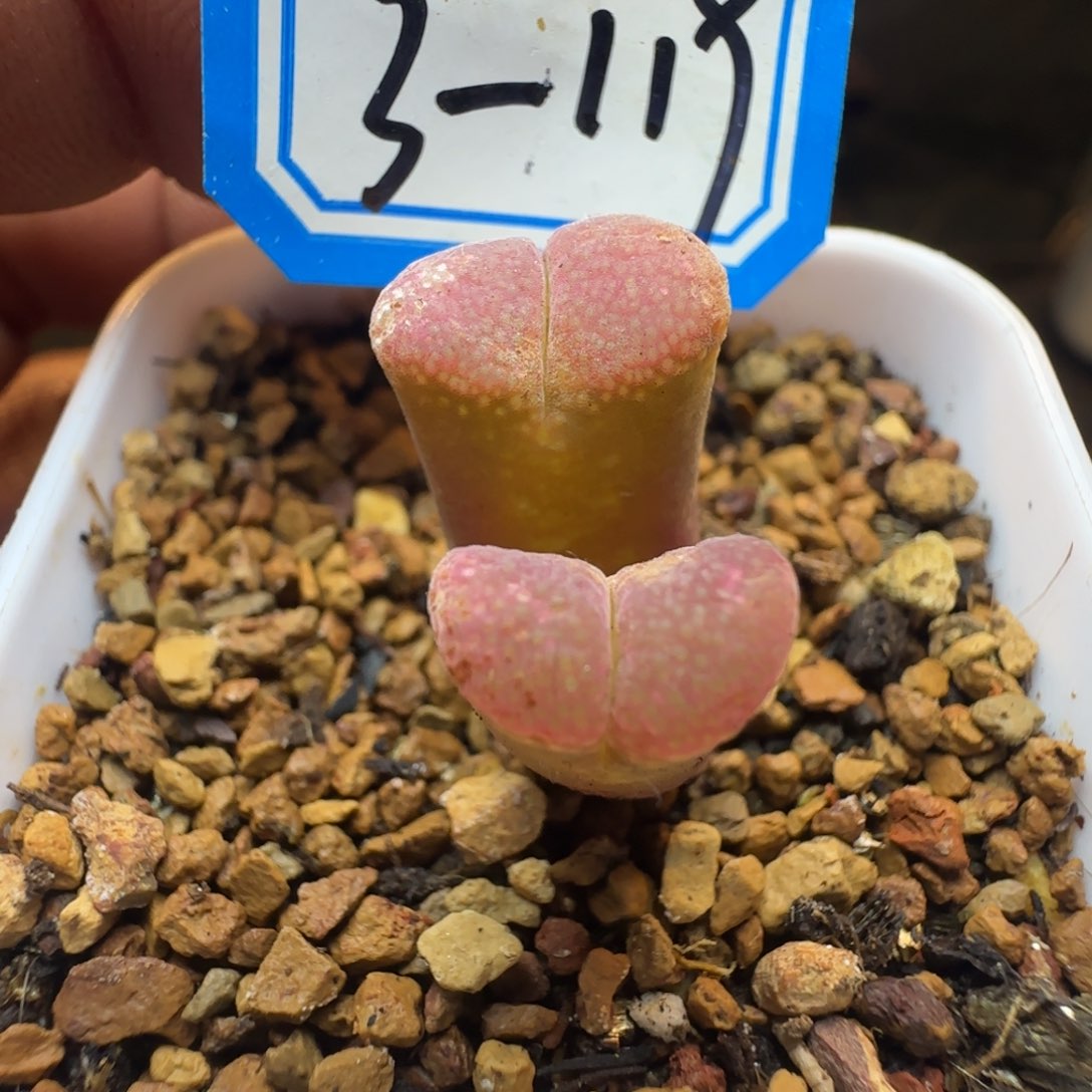 产地C10脱土发货。    