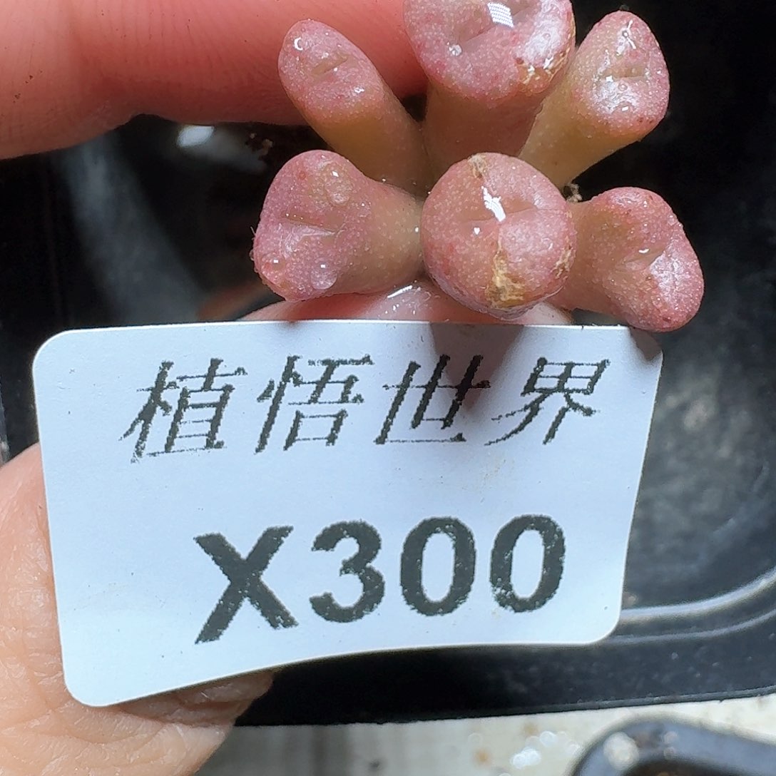 300盒多肉植物哇f g v