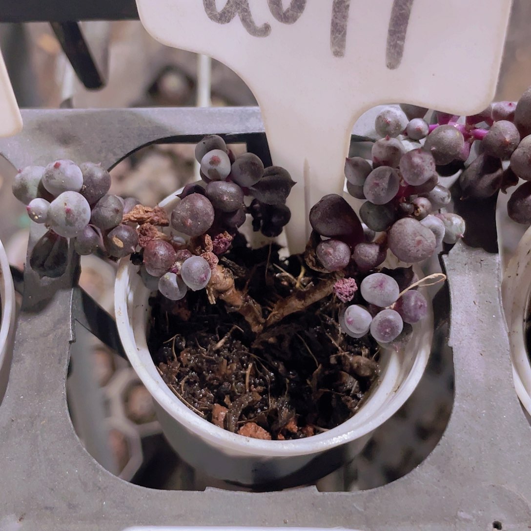紫葡萄a077一物一拍