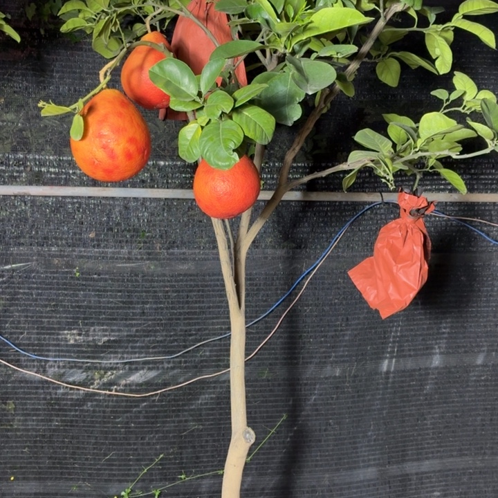 吉***哥完全开放一物一拍