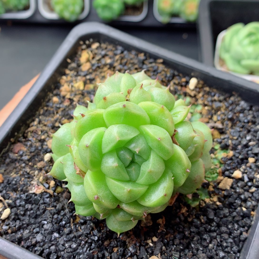 58包邮  群生不包整 4