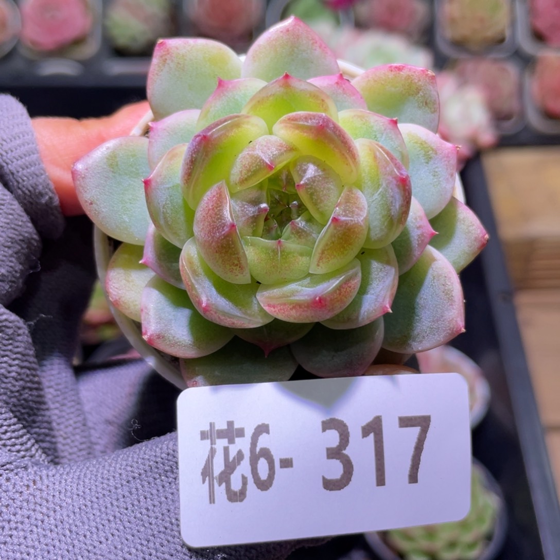 花利美6-317抹茶果冻