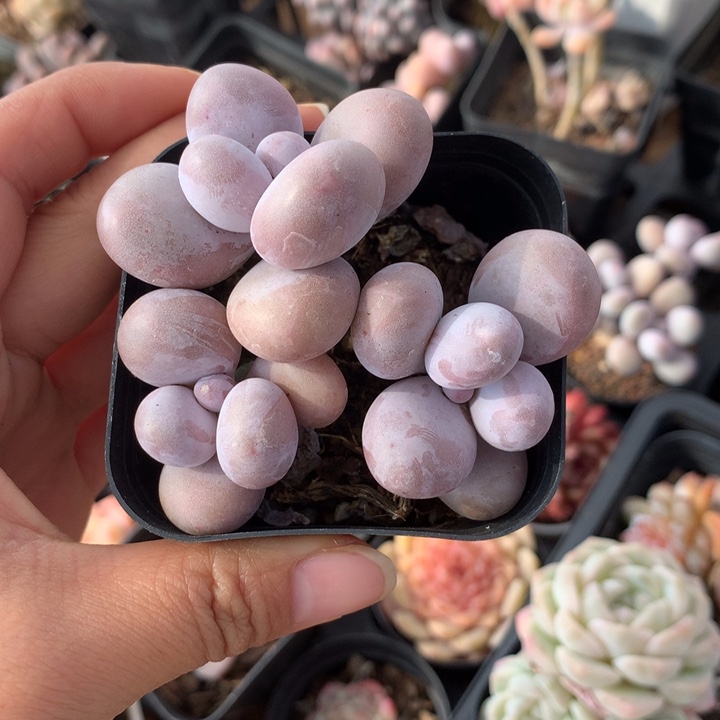 精控蛋黄奶三头多肉