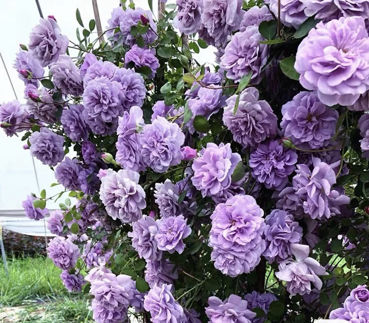 蓝色阴雨爬藤月季多季节开花地栽盆栽耐热蔷薇