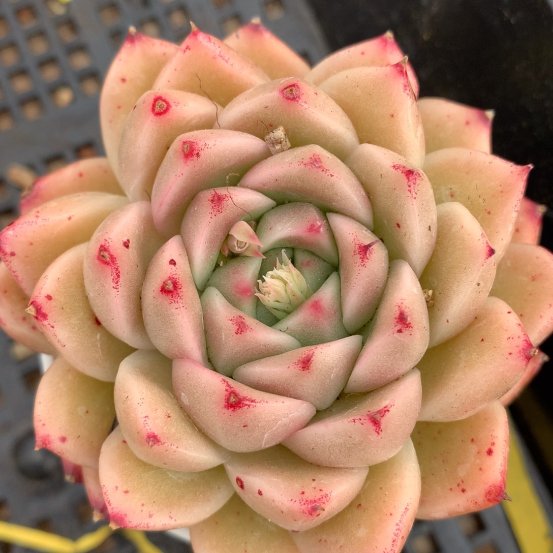 0308-31 麦杆优选