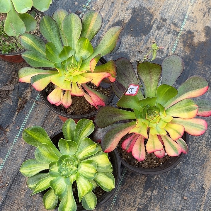 组合3个多肉植物法师