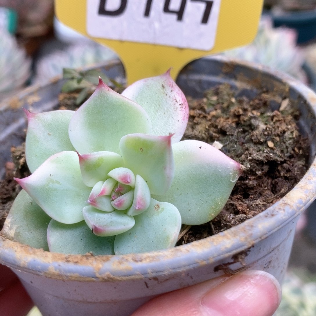 147锦锦锦锦锦锦锦锦