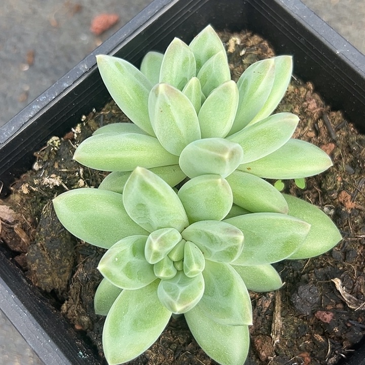 美人特价一物一拍