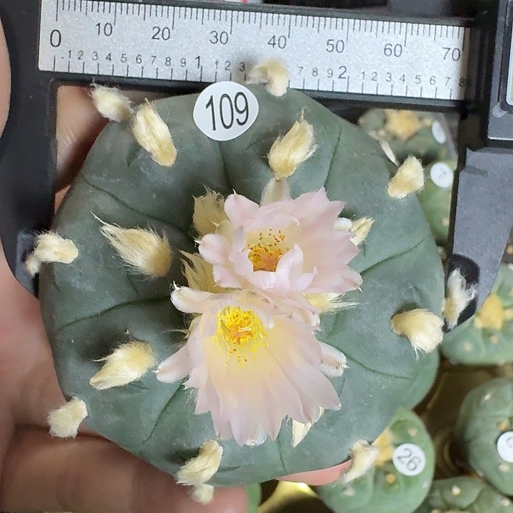 完全开放实生乌观赏性植物