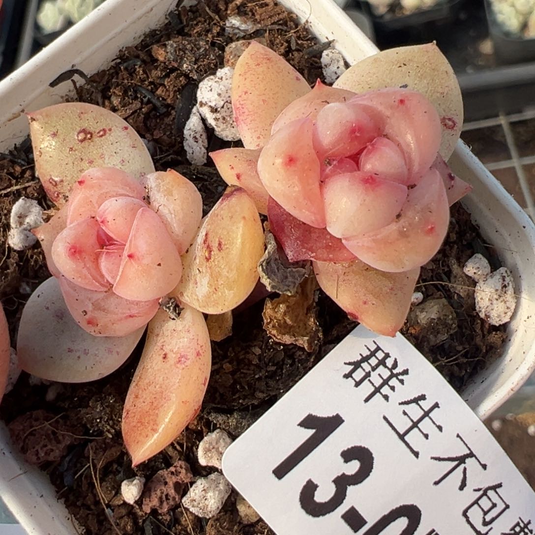 小卡拉米糖心一物一拍13-72