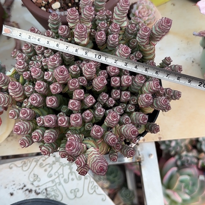 钱串319 多肉植物一物一拍