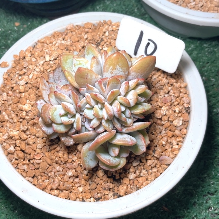 w***⁹奶茶10号码牌子的话题了解