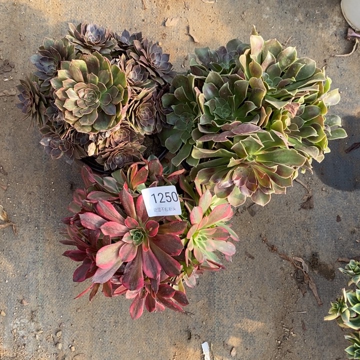 3盆多肉断头不包1250