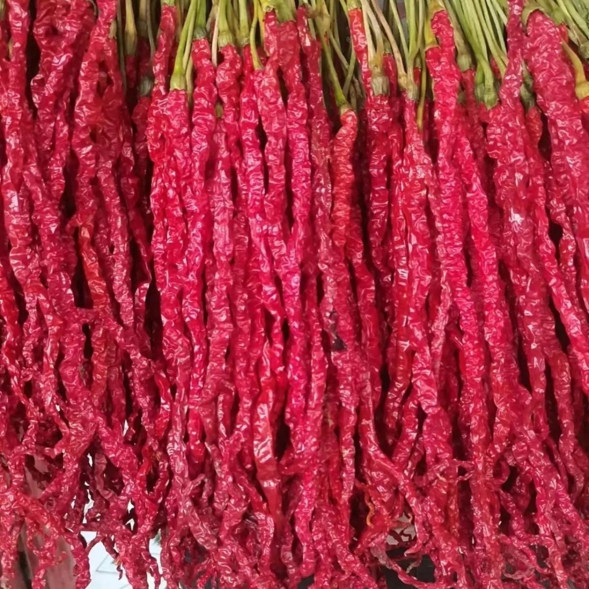 可留种精品贵州大方皱椒鸡爪辣微辣特香干贵州辣椒红辣椒