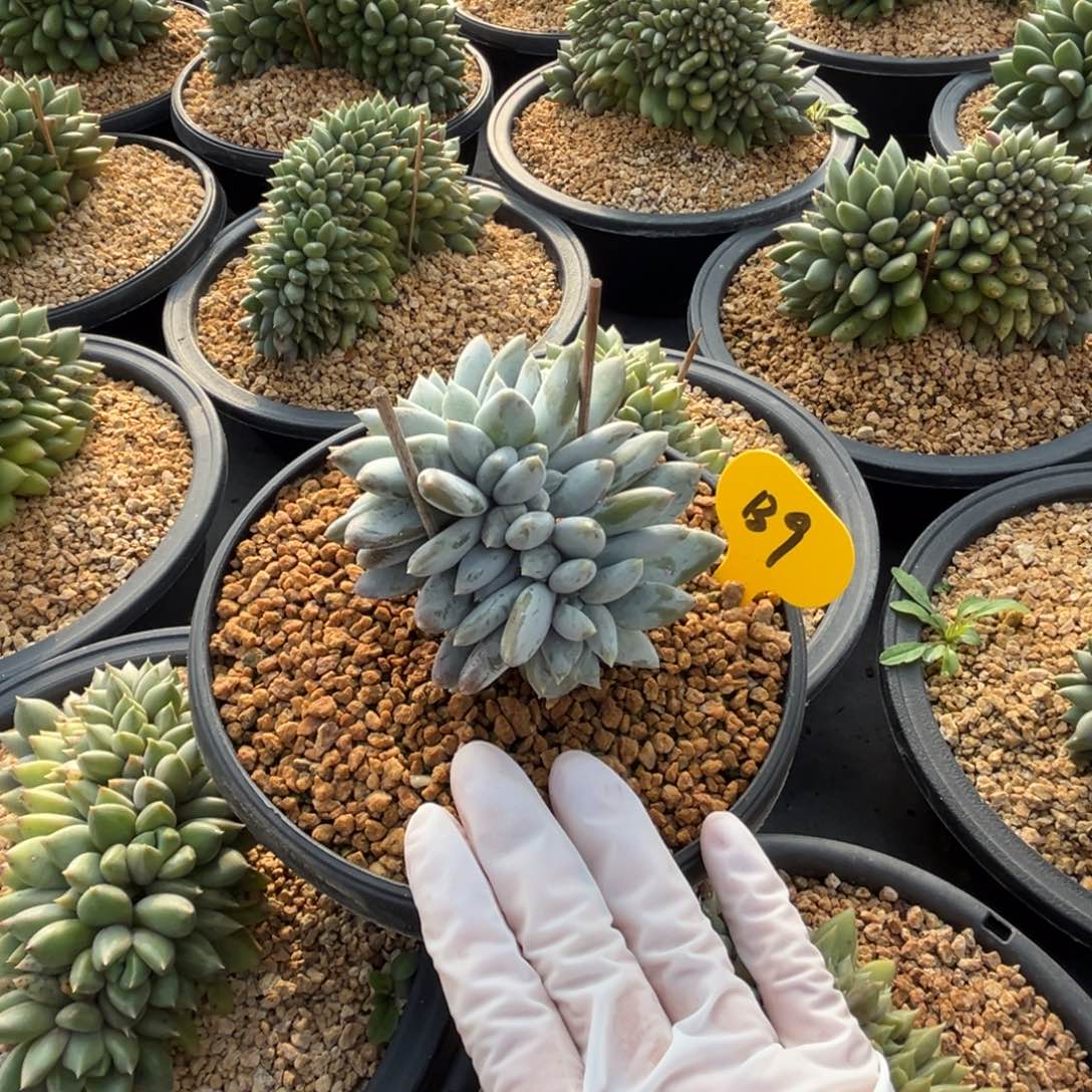 b9哥特萝莉缀化呀呀呀