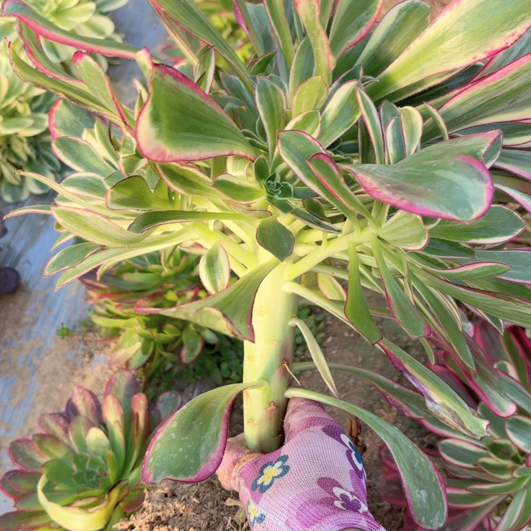 B.   8324冰淇淋多肉