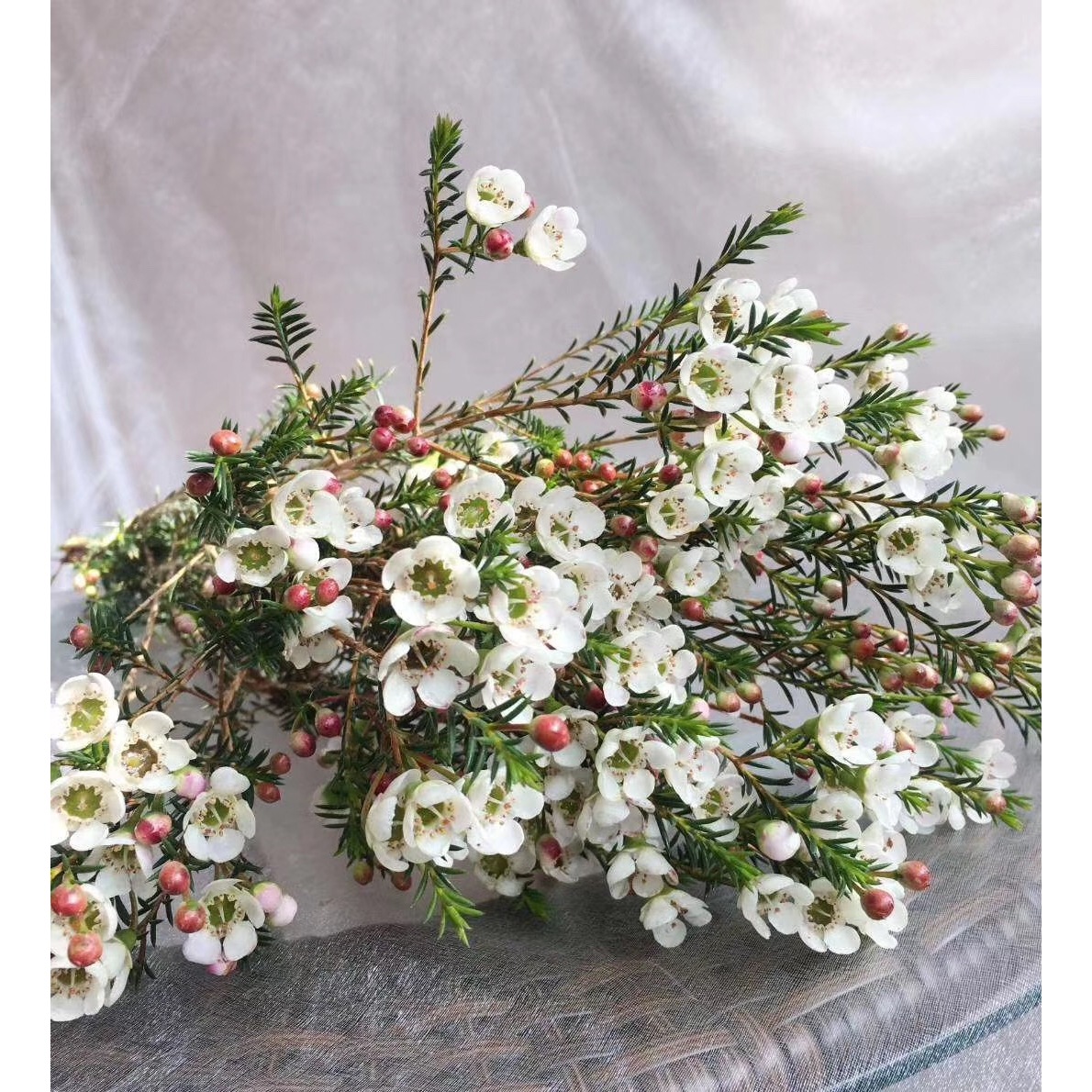 套餐28 白色腊梅一小把+芙蓉康乃馨10支+白色风铃花一小把