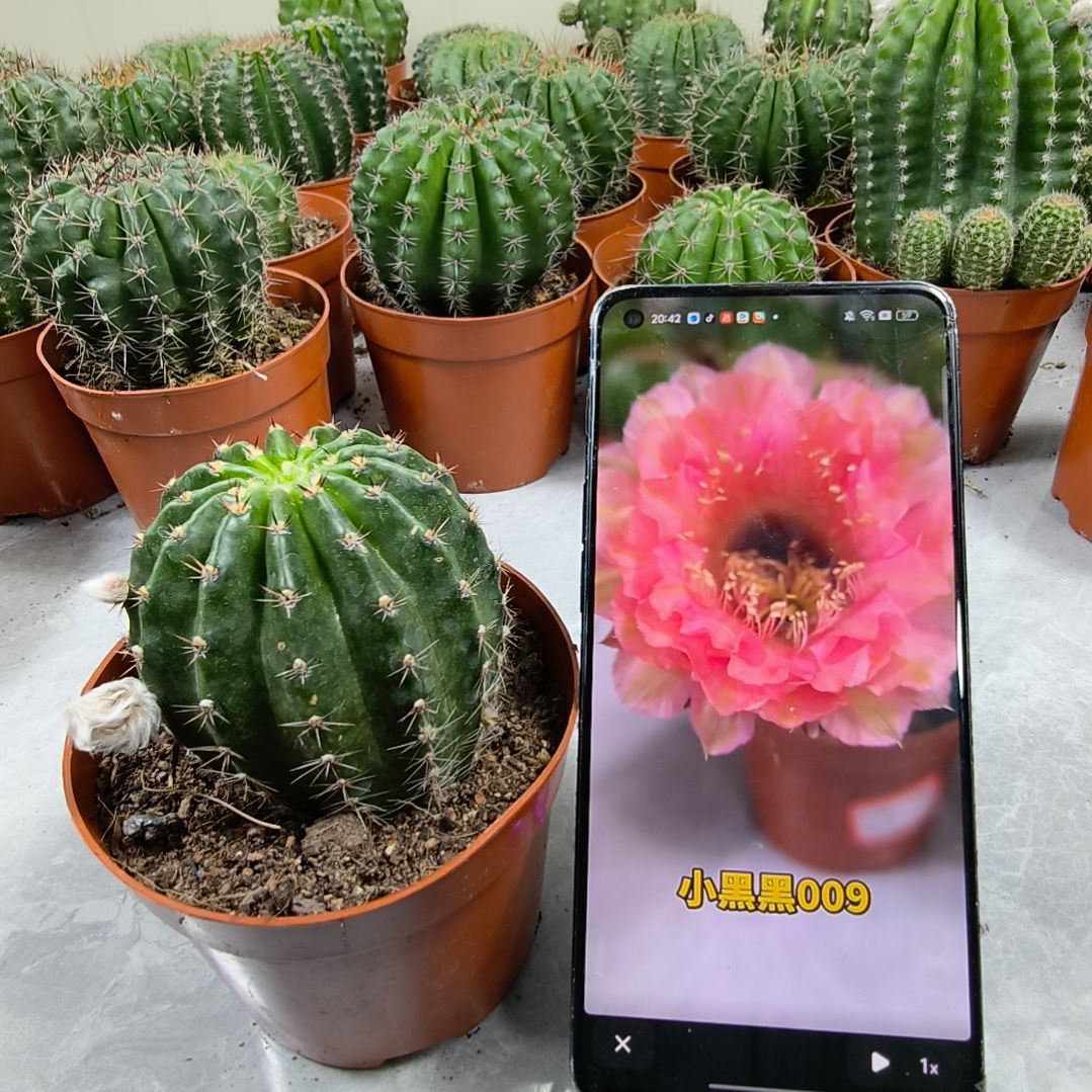 自根小黑黑009号带盆土发货（6cm）