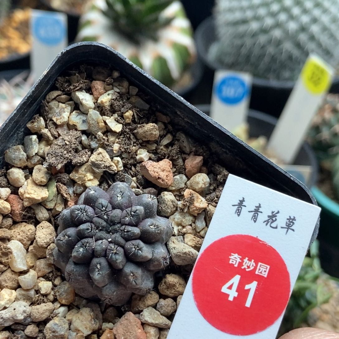 实生紫肌雷头2.6cm