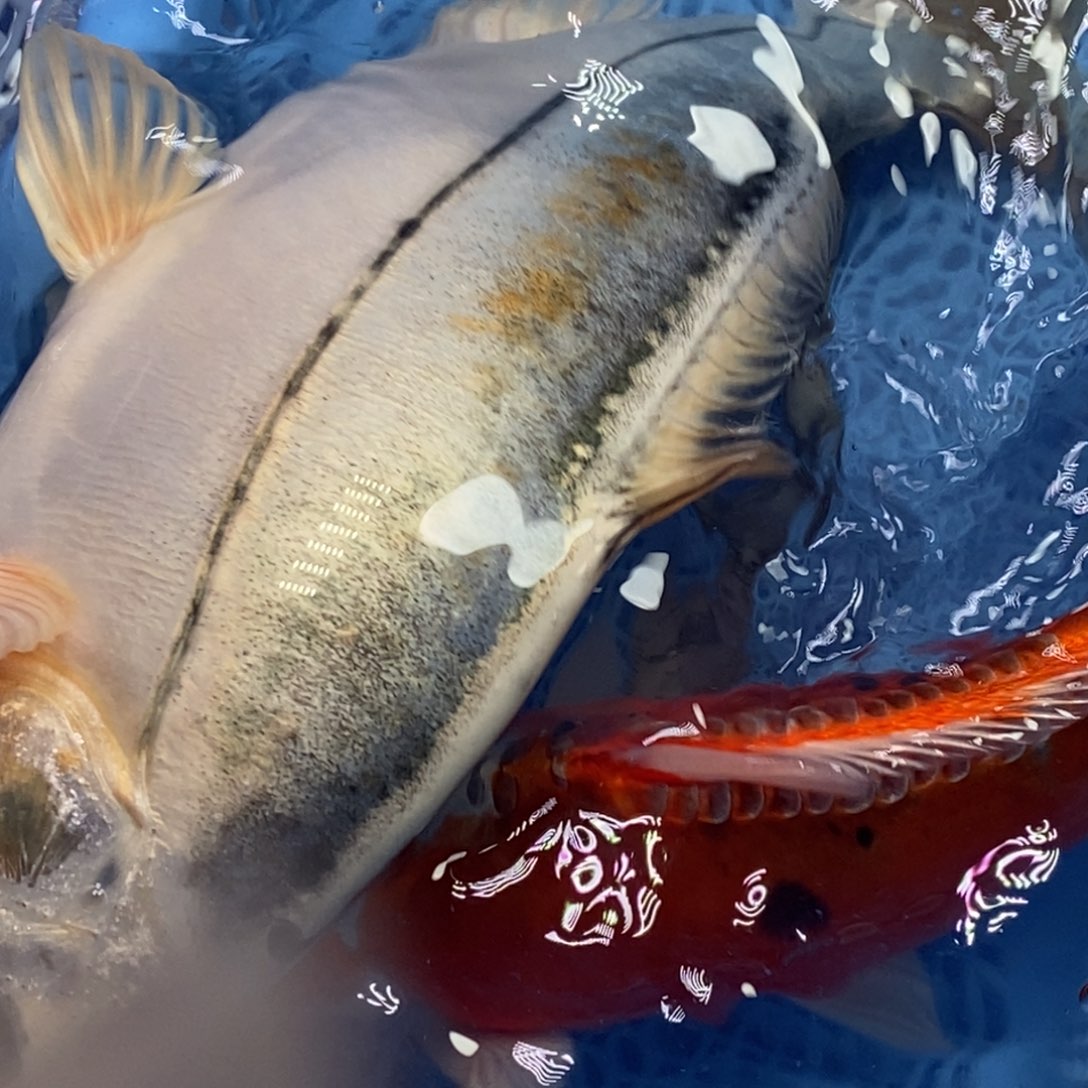 锦鲤冷水锦鲤包邮