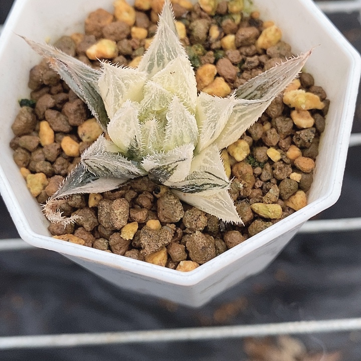 十二卷玉露锦紫绘卷锦