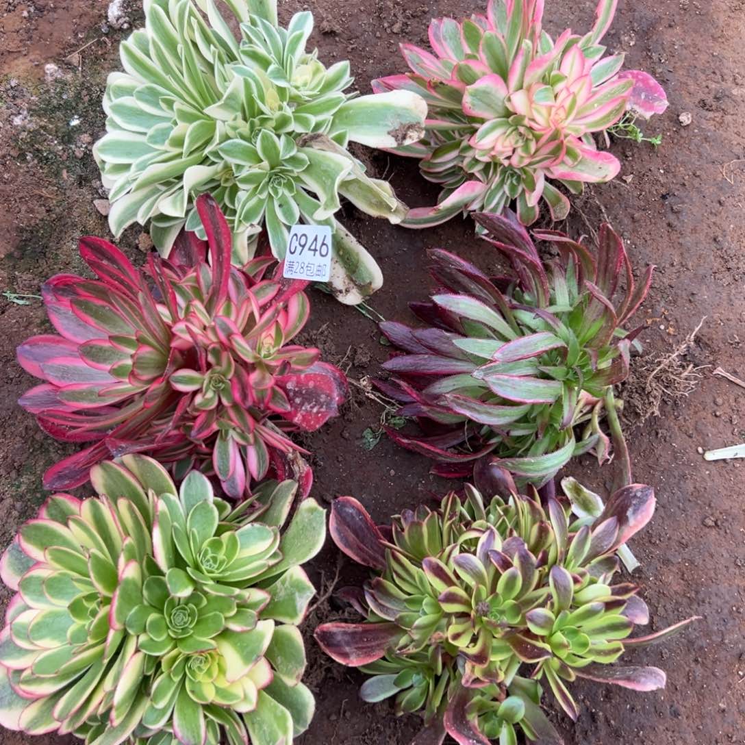 946多肉套餐6颗  