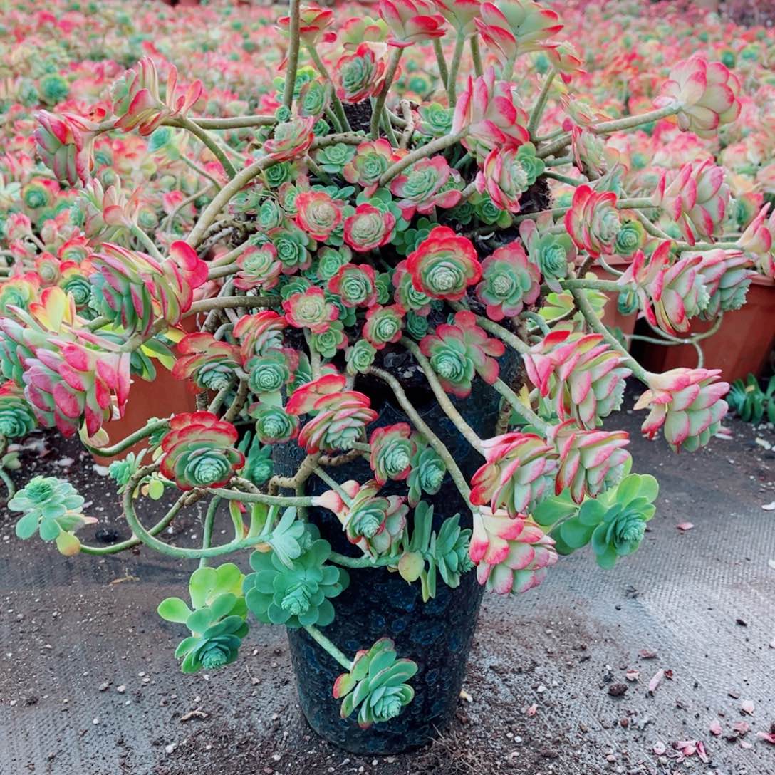 薄化妆带颜色发货一颗