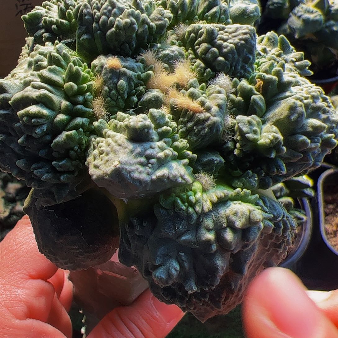 无花朵福利哥怒466