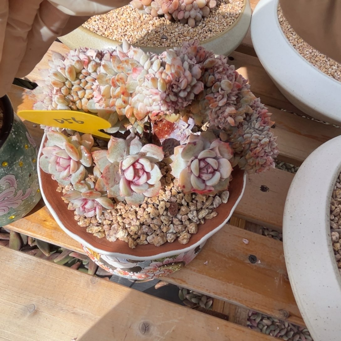 青***衿d56赛来斯特缀化呀呀