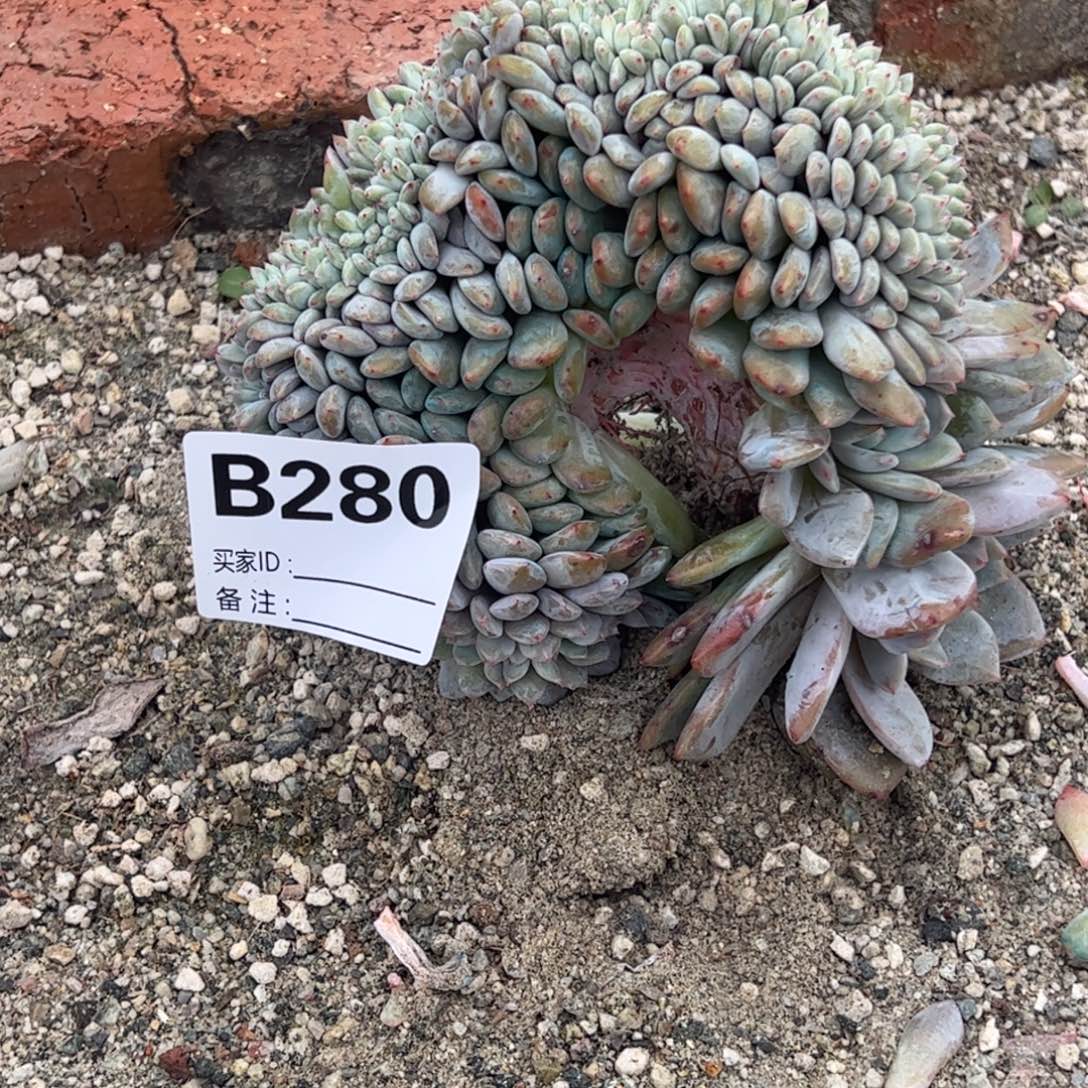 富****b280多肉多肉多肉多肉