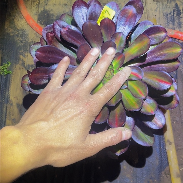 817晚霞多肉植物