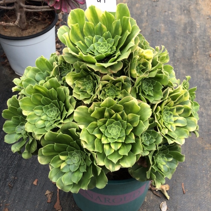 44号 五彩琉璃 多肉植物