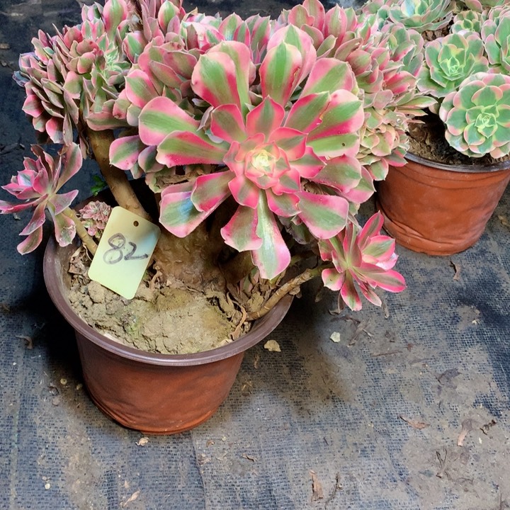 82粉女巫缀多肉一物一拍～