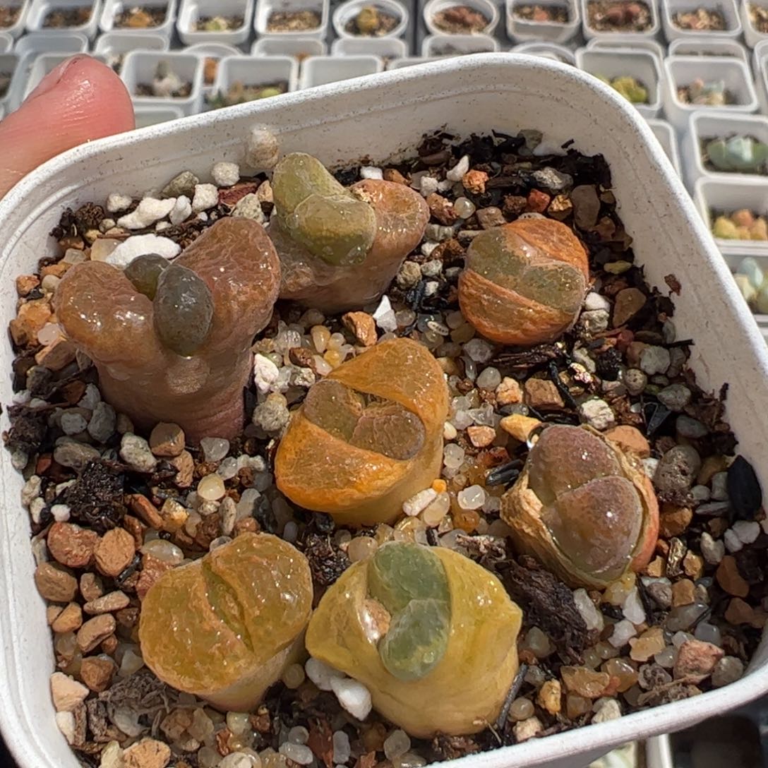 142多肉植物保护