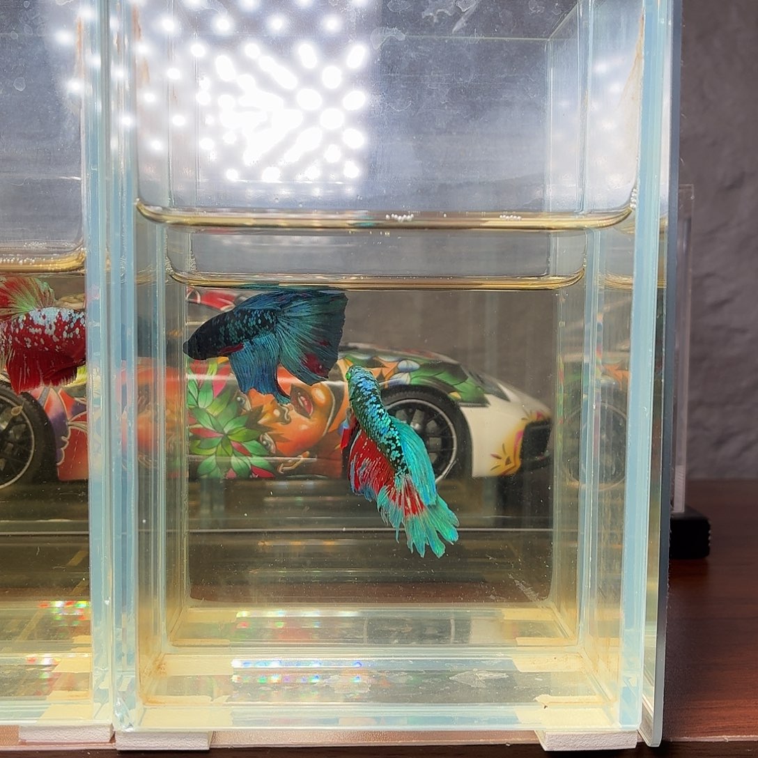 斗鱼暗黑➕绿魔半月两只