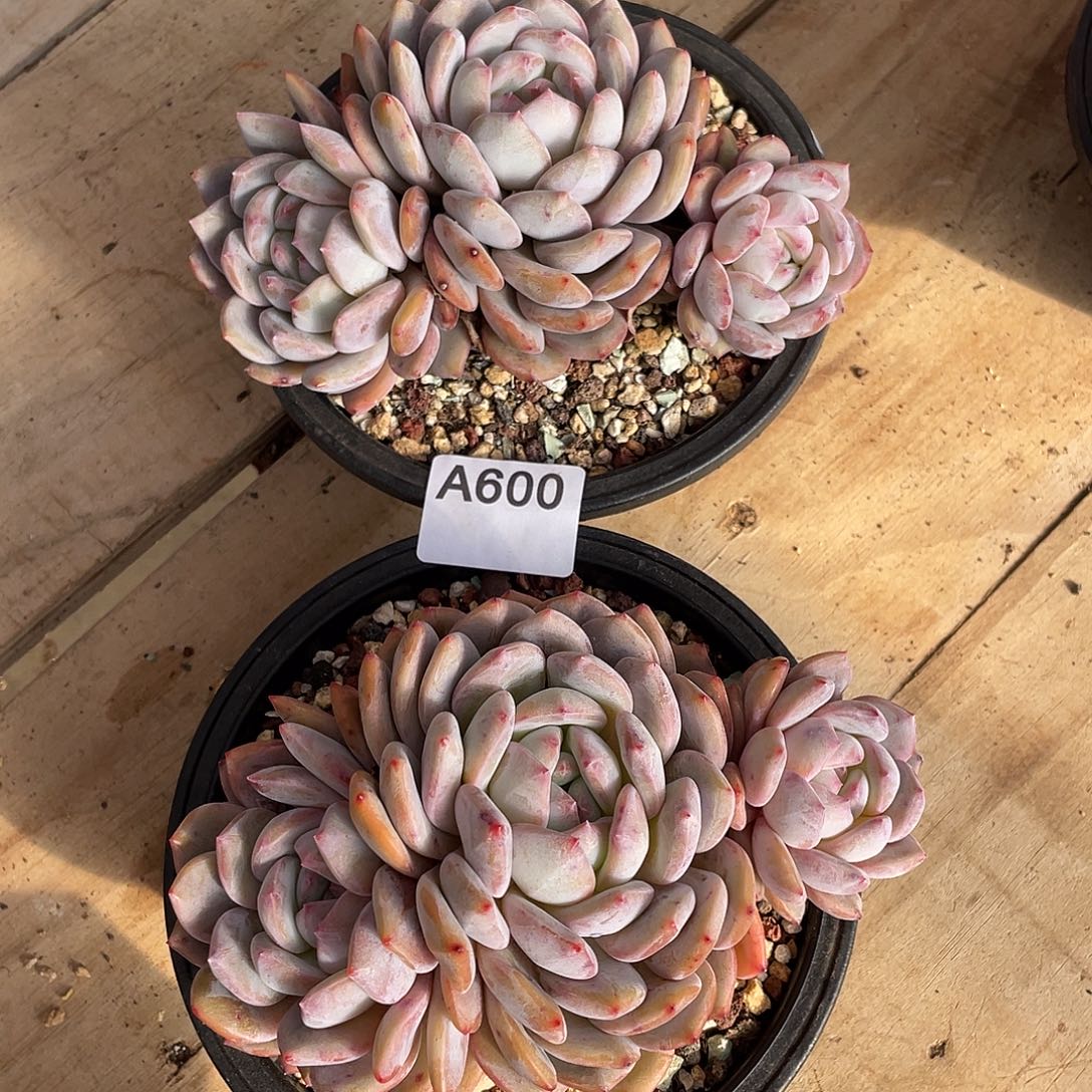 600多肉植物多肉植物